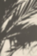 Plant Shadow