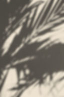 Sombra de la planta
