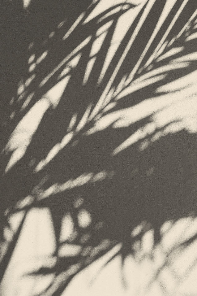 Palm Leaf Shadows
