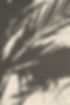 Plant Shadow