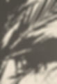 Plant Shadow