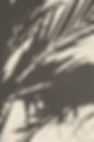 Plant Shadow