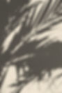 Palm Leaf Shadows