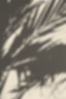 Plant Shadow