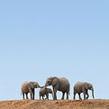 Familia de elefantes al aire libre