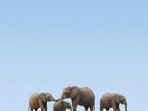 Une famille d'éléphants dans la nature