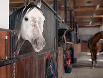 White Horse