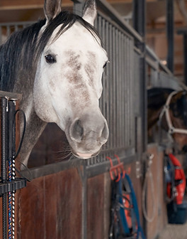 White Horse