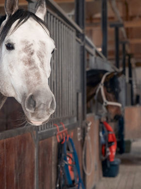 White Horse