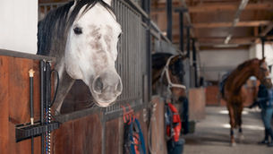 The Horse-Friendly Insect Repellent that works: Why Equestrians choose Repeltec