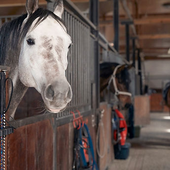 White Horse
