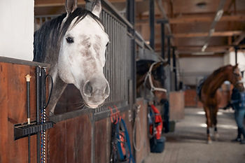 Happy Horse.