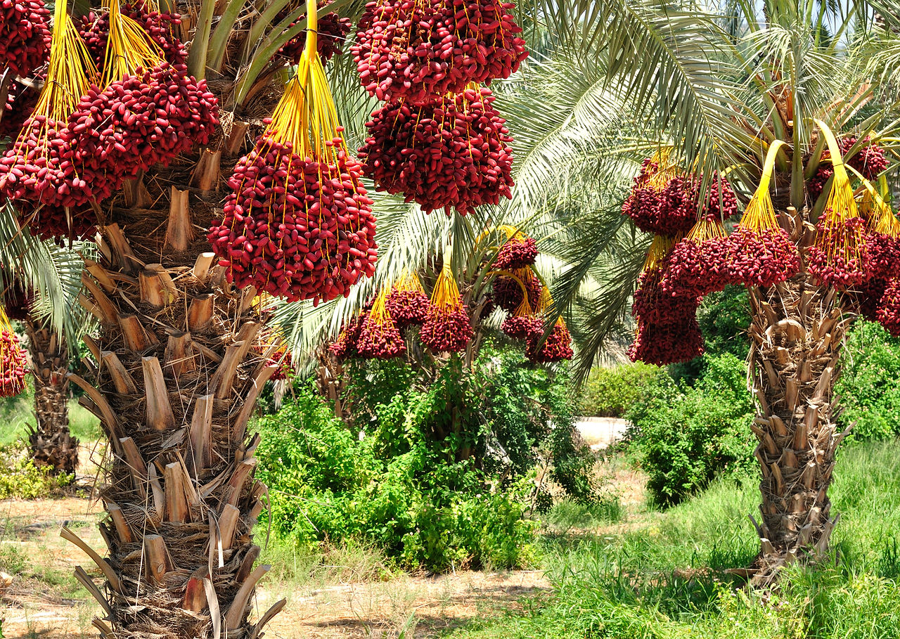 Date Palms