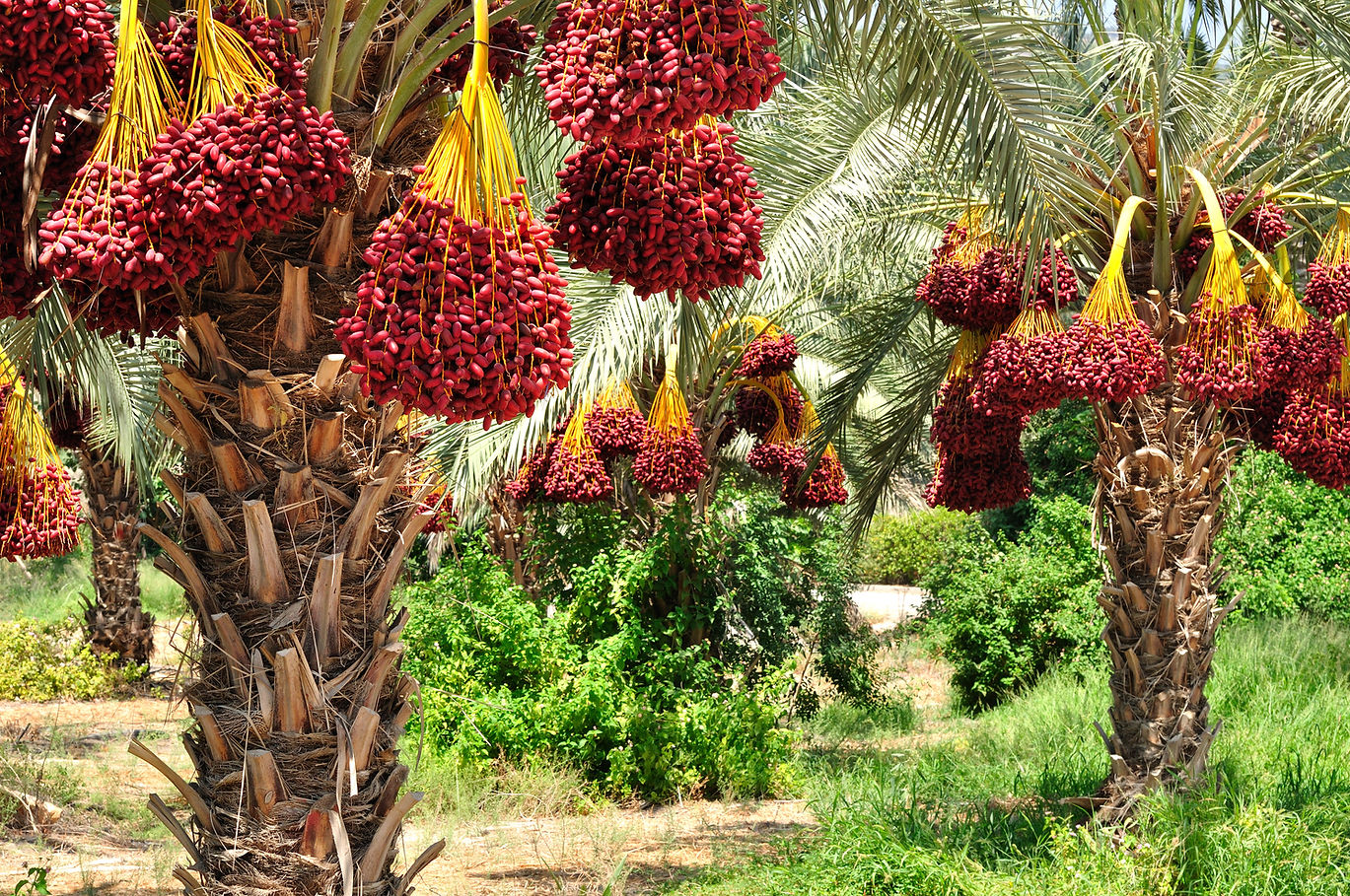 Date Palms
