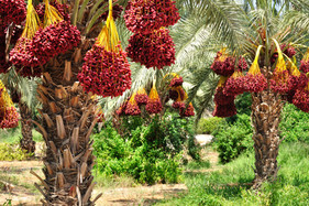 Date Palms