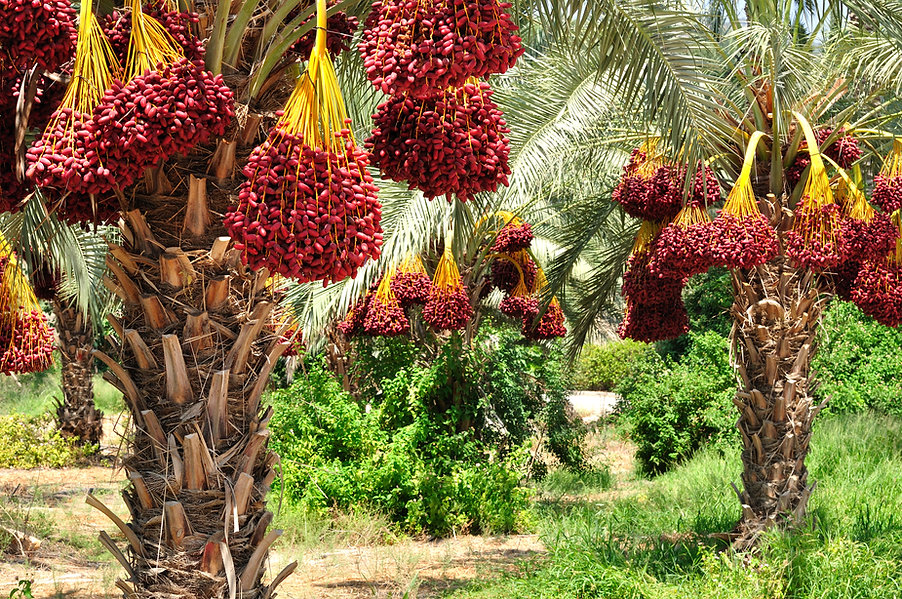 Date Palms