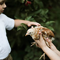 Boy with Chick