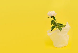 Flower in Plastic Bag