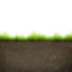 green grass with in soil isolated on white background