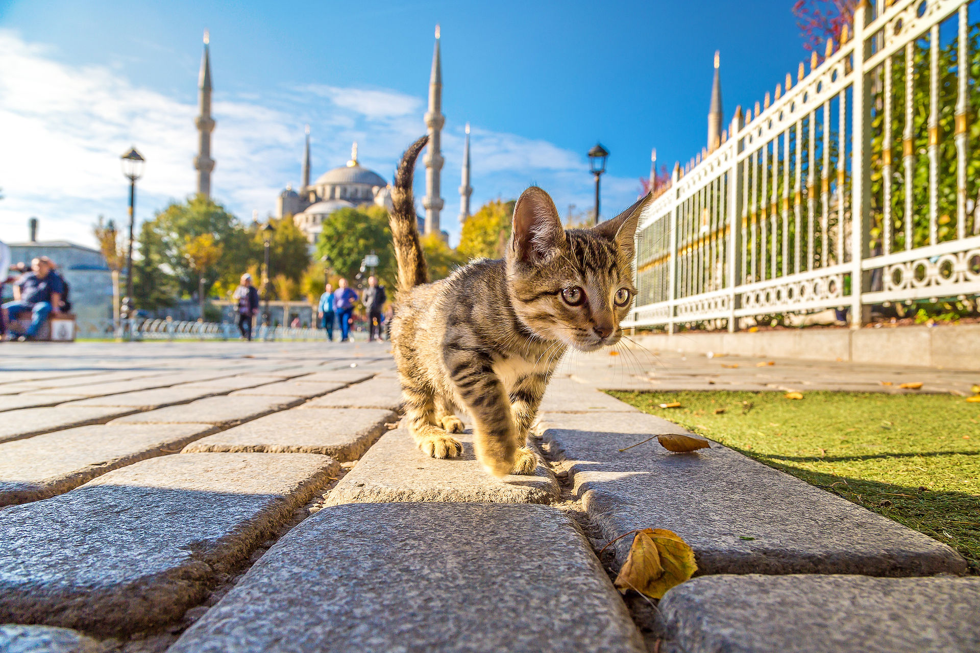 İstanbul'da taş zeminde yürüyen tekir kedi, arkada Sultanahmet Camii.
