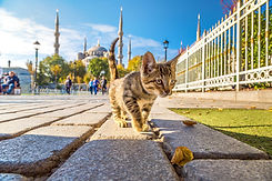 Gray Kitten in the Town Square