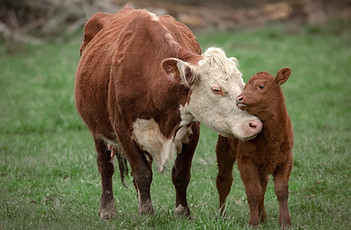 Cow and Calf