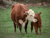 Cow and Calf