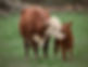 Vache et veau