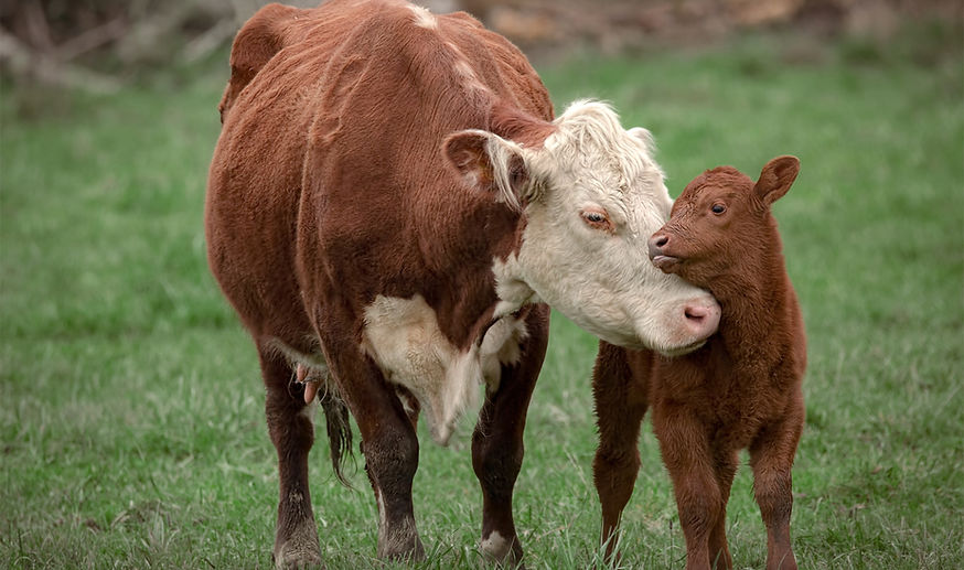Cow and Calf