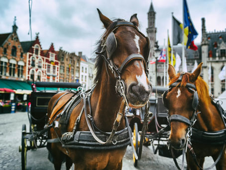 Les animaux de travail ont-ils droit à une retraite