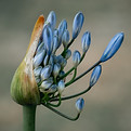 Purple Flower