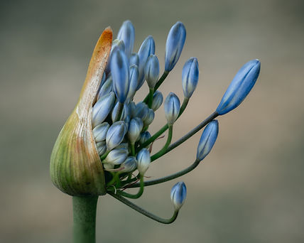 eine hellblaue Blume, die gerade sich öffnet und ihre Blüten an langen Stielen zeigt.