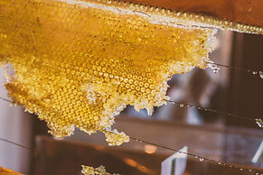 Morceau de nid d'abeille