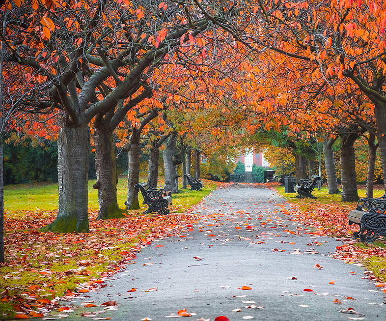 Autumn Park Pathway