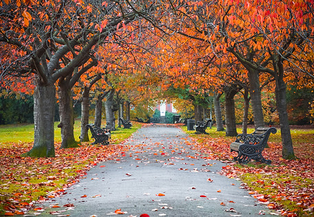 Autumn Park Pathway