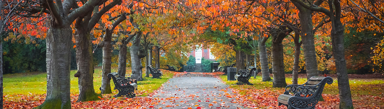 Park in the Fall