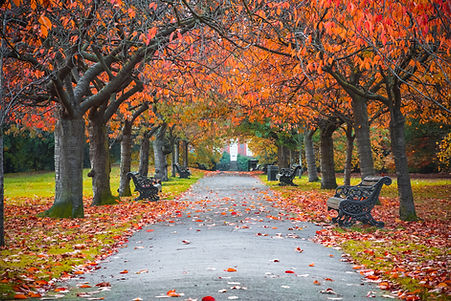 Autumn Park Pathway