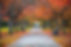 Park in the Fall