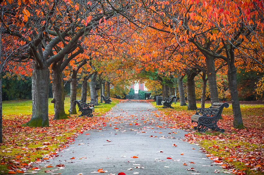 Autumn Park Pathway