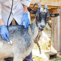 Examining Goat on Ranch