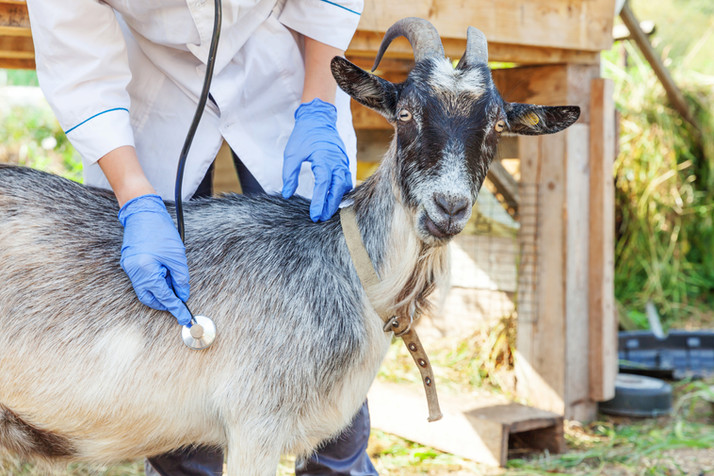 Examining Goat on Ranch