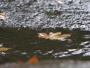 Eco-Friendly Ways to Dispose of Fallen Leaves