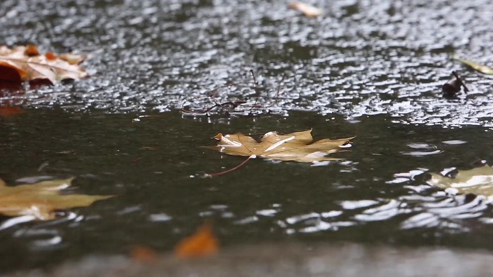 Falling autumn leaves