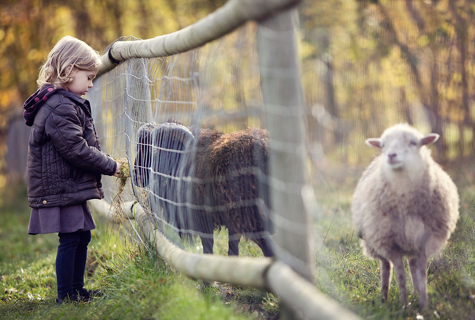 Girl feeding animals in farm