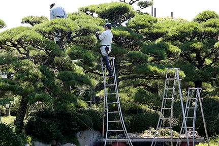 植木剪定・伐採
