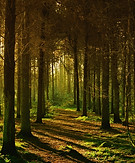 Forest Pathway Scene