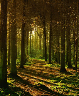 Sunlit forest