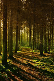 Sunlit forest