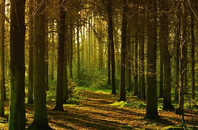 Forest Pathway Scene