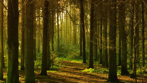 Scripture Reflection - November 23, 2025